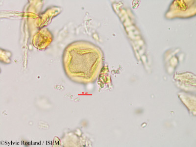 Swintonia pierrei - lame n° 340