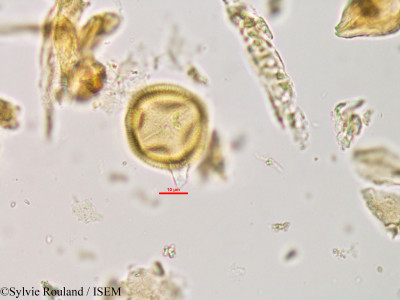 Swintonia pierrei - lame n° 340