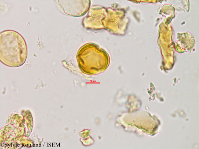 Swintonia pierrei - lame n° 340