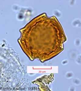 Sylvie.Rouland/Symphonia_globulifera_1670/Symphonia_globulifera_1670_0001(copy)_thumb.jpg
