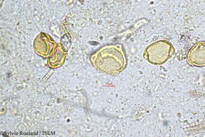 Sylvie.Rouland/Symplocos_foliosa_5149/Symplocos_foliosa_5149_0001(copy)_thumb.jpg