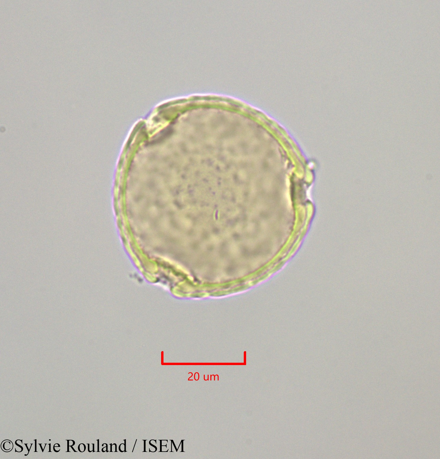 Sylvie.Rouland/Symplocos_martinicensis_47265/Symplocos_martinicensis_47265_0001(copy).jpg