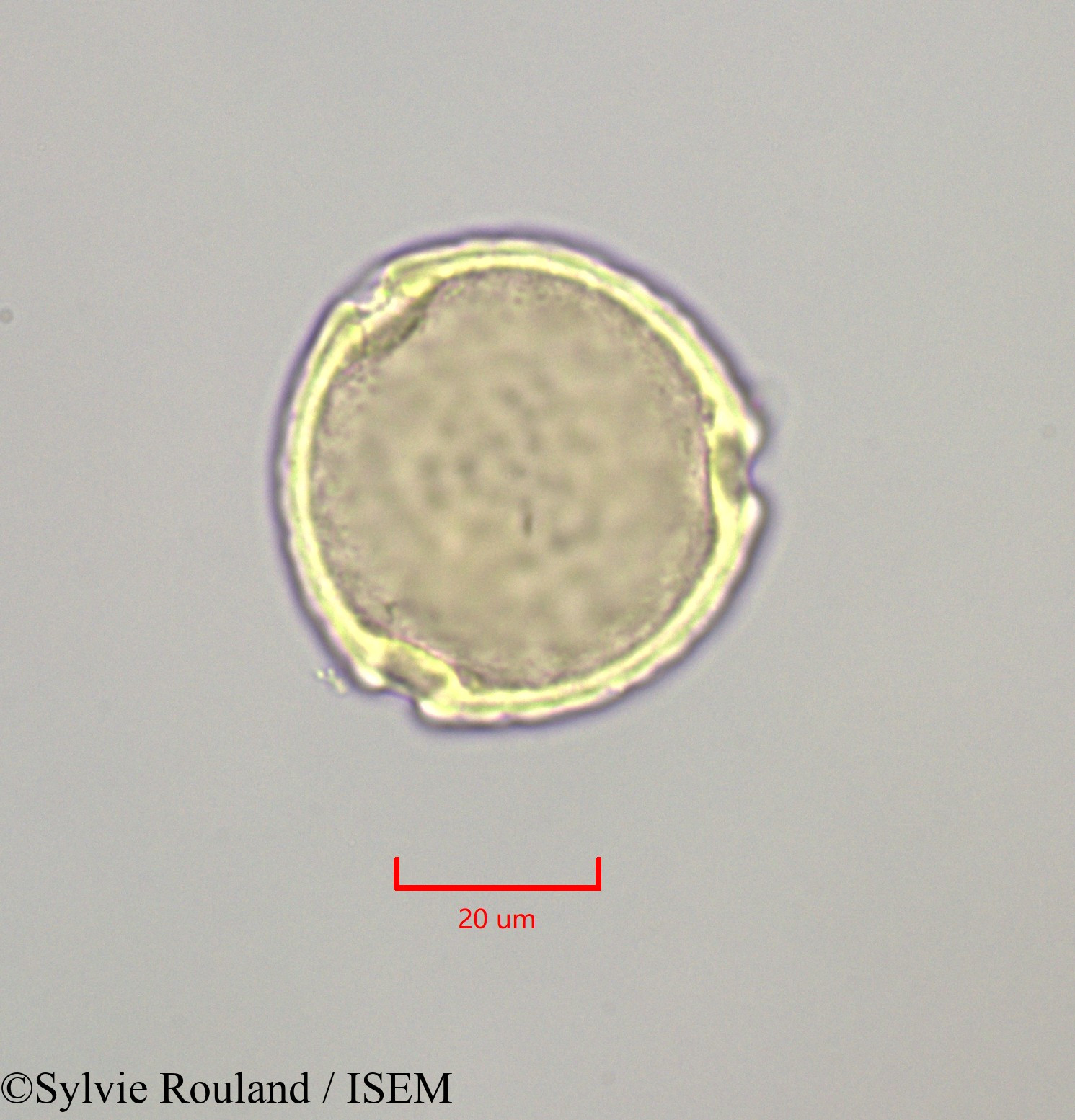 Sylvie.Rouland/Symplocos_martinicensis_47265/Symplocos_martinicensis_47265_0002(copy).jpg