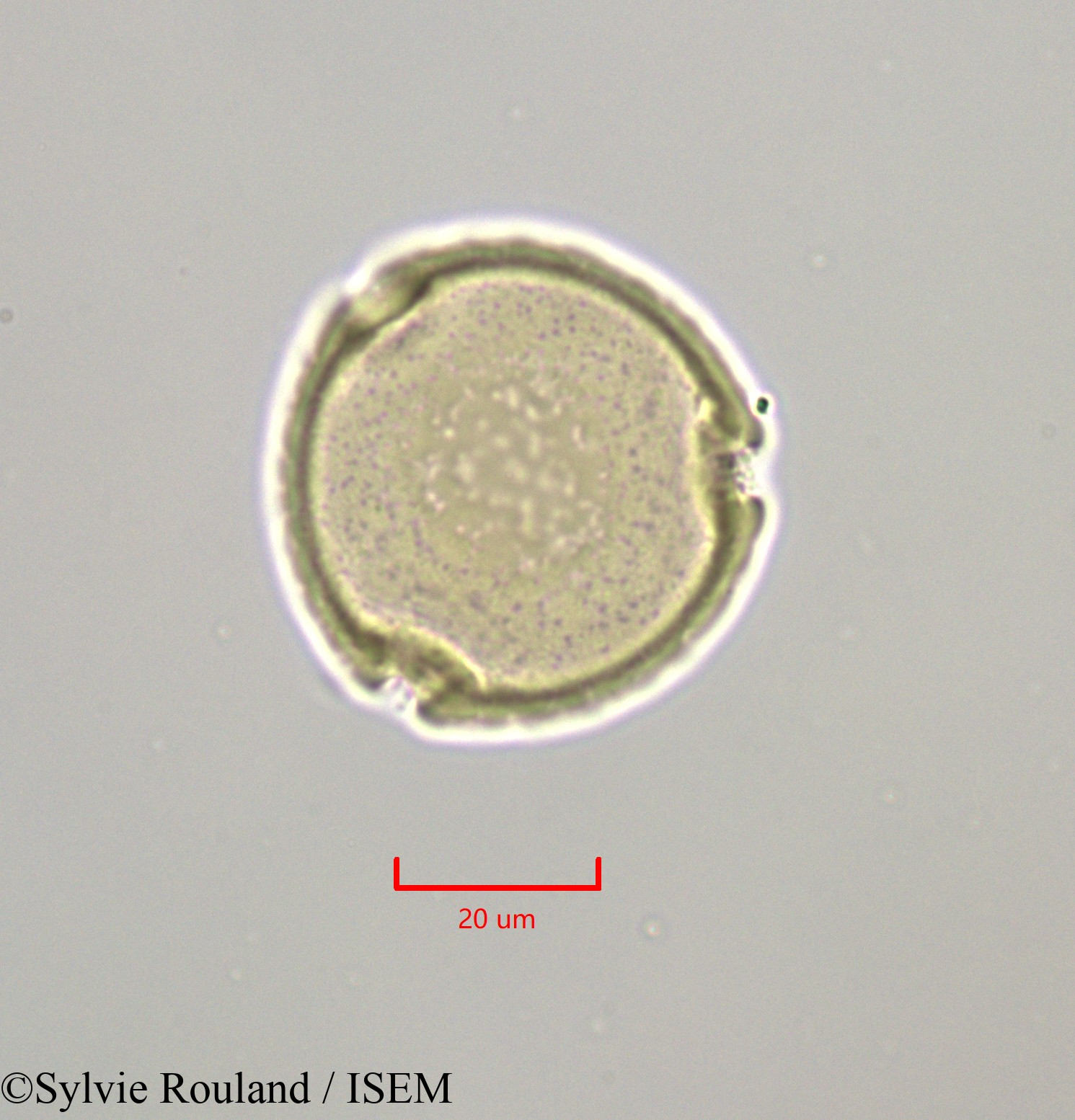 Sylvie.Rouland/Symplocos_martinicensis_47265/Symplocos_martinicensis_47265_0003(copy).jpg
