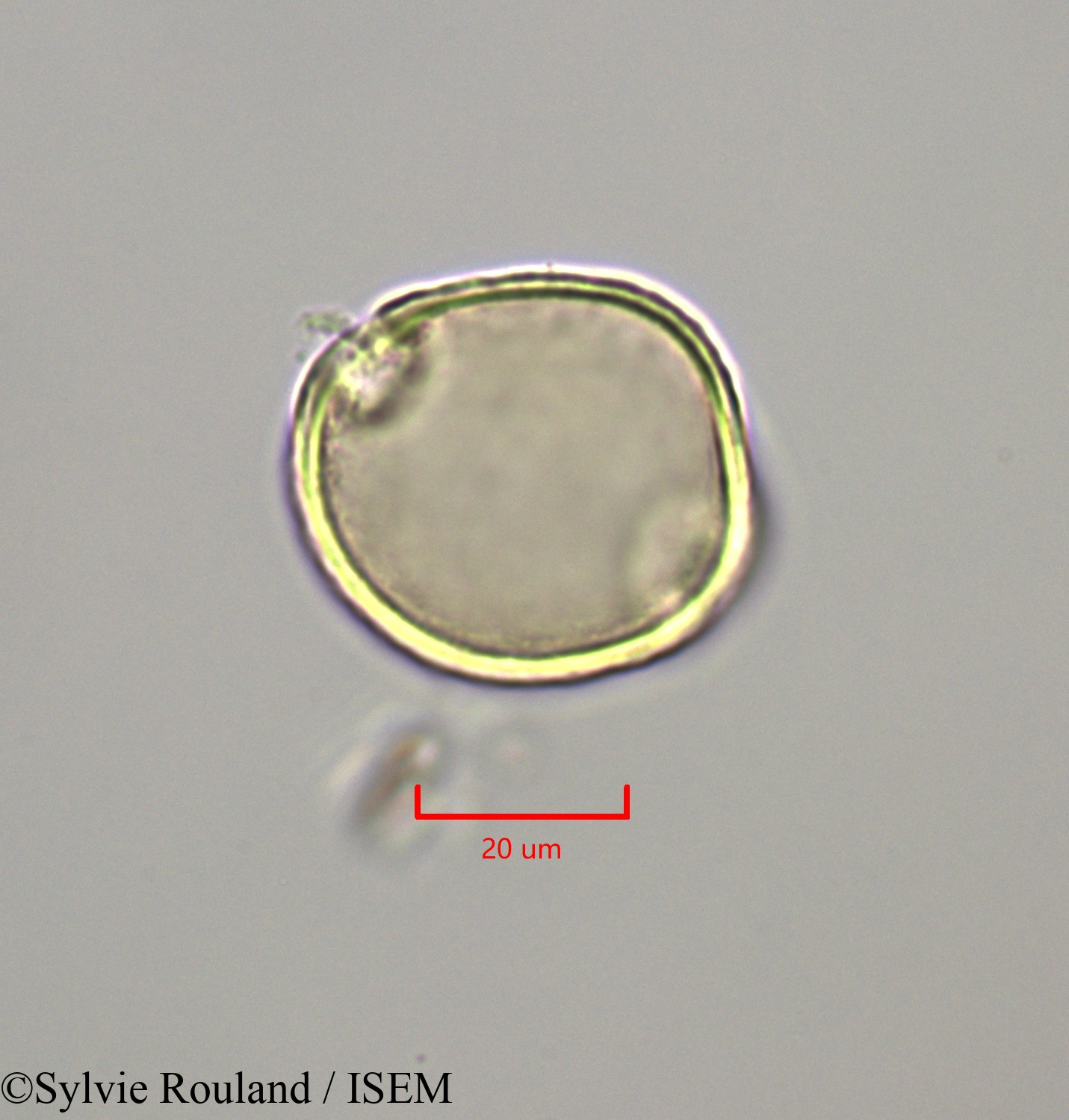 Sylvie.Rouland/Symplocos_martinicensis_47265/Symplocos_martinicensis_47265_0004(copy).jpg