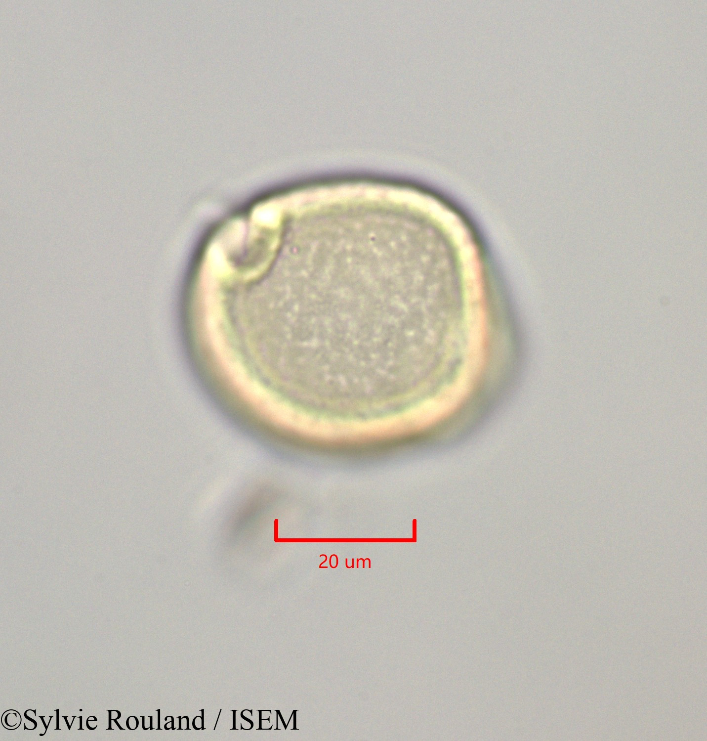Sylvie.Rouland/Symplocos_martinicensis_47265/Symplocos_martinicensis_47265_0005(copy).jpg
