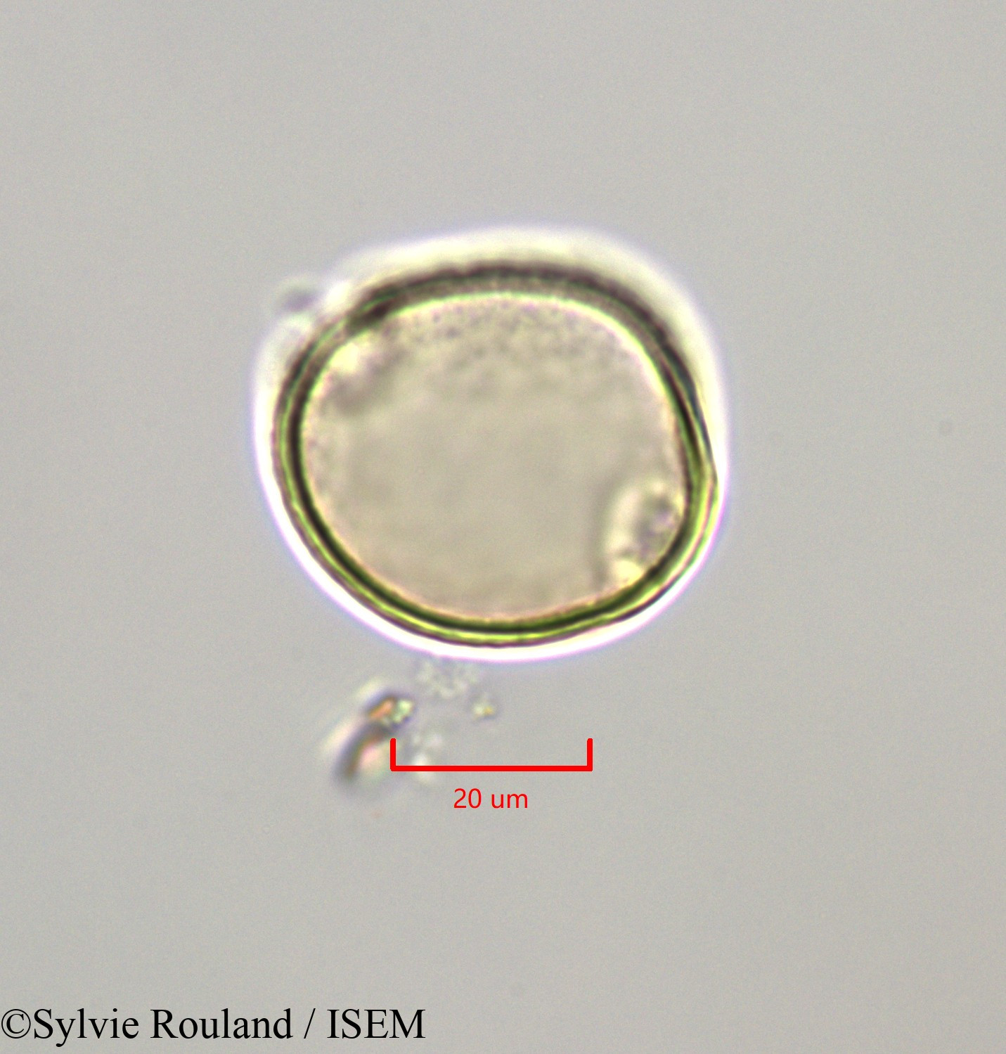 Sylvie.Rouland/Symplocos_martinicensis_47265/Symplocos_martinicensis_47265_0006(copy).jpg