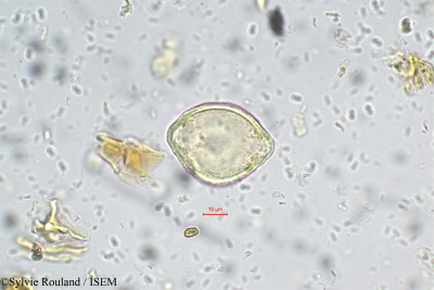 Sylvie.Rouland/Symplocos_oligandra_5610/Symplocos_oligandra_5610_0001(copy)_thumb.jpg