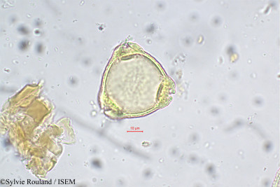Sylvie.Rouland/Symplocos_pulchra_5722/Symplocos_pulchra_5722_0001(copy)_thumb.jpg