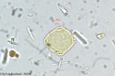 Sylvie.Rouland/Symplocos_rosea_5466/Symplocos_rosea_5466_0001(copy)_thumb.jpg