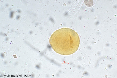 Sylvie.Rouland/Symplocos_sessilis_5491/Symplocos_sessilis_5491_0001(copy)_thumb.jpg