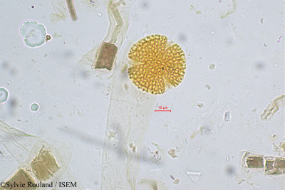 Sylvie.Rouland/Symplocos_spicata_5188/Symplocos_spicata_5188_0001(copy)_thumb.jpg
