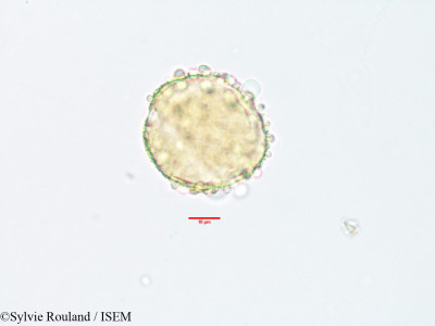 Sylvie.Rouland/Syncephalum_arbutifolium_3556/Syncephalum_arbutifolium_3556_0001(copy)_thumb.jpg