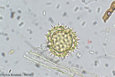 Sylvie.Rouland/Synedrella_nodiflora_5511/Synedrella_nodiflora_5511_0001(copy)_thumb.jpg