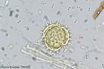 Synedrella nodiflora - lame n° 5511