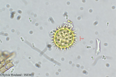 Synedrella nodiflora - lame n° 5511