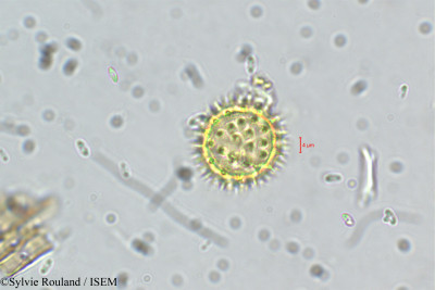 Synedrella nodiflora - lame n° 5511