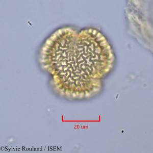 Syringa emodi - lame n° 2010