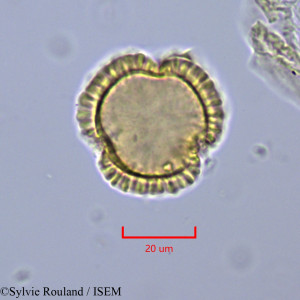 Syringa emodi - lame n° 2010