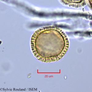 Syringa emodi - lame n° 2010