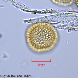 Syringa emodi - lame n° 2010