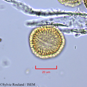 Syringa emodi - lame n° 2010