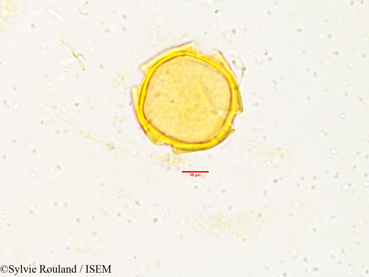 Sylvie.Rouland/Tabernaemontana_heyneana_3833/Tabernaemontana_heyneana_3833_0001(copy).jpg