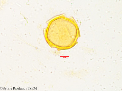 Sylvie.Rouland/Tabernaemontana_heyneana_3833/Tabernaemontana_heyneana_3833_0001(copy)_thumb.jpg