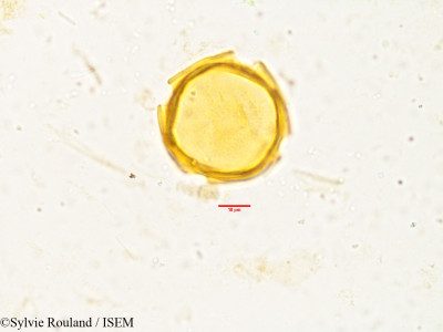 Tabernaemontana heyneana - lame n° 3833