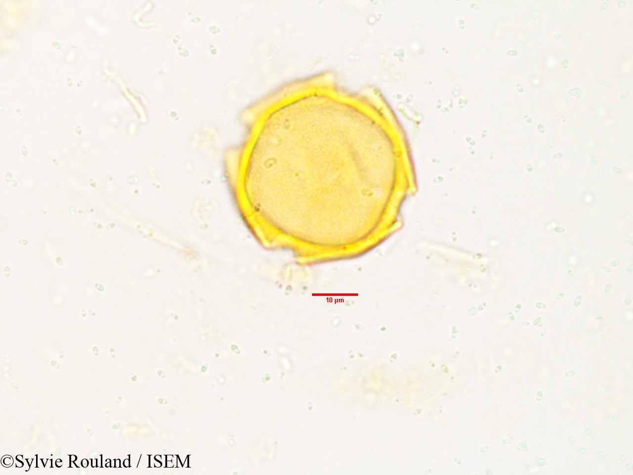 Sylvie.Rouland/Tabernaemontana_heyneana_3833/Tabernaemontana_heyneana_3833_0003(copy).jpg