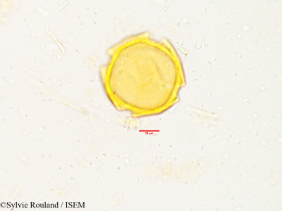 Tabernaemontana heyneana - lame n° 3833