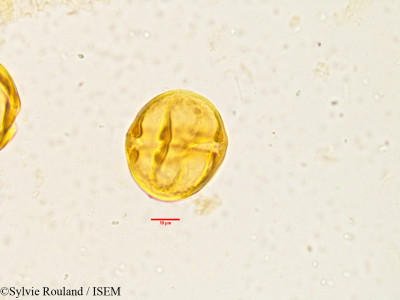 Tabernaemontana heyneana - lame n° 3833