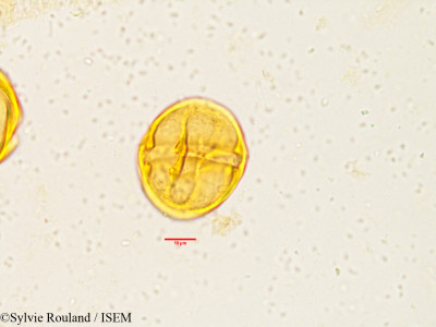 Tabernaemontana heyneana - lame n° 3833
