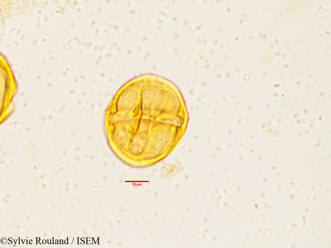 Sylvie.Rouland/Tabernaemontana_heyneana_3833/Tabernaemontana_heyneana_3833_0006(copy).jpg