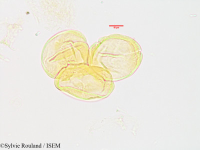 Sylvie.Rouland/Tabernaemontana_sp_3213/Tabernaemontana_sp_3213_0001(copy)_thumb.jpg