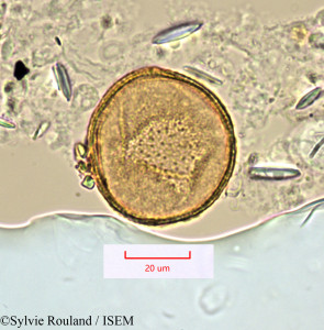 Sylvie.Rouland/Talinella_grevei_1424/Talinella_grevei_1424_0001(copy)_thumb.jpg