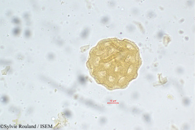 Sylvie.Rouland/Talinum_triangulare_39/Talinum_triangulare_39_0001(copy)_thumb.jpg