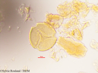 Sylvie.Rouland/Tamarindus_sp_2765/Tamarindus_sp_2765_0001(copy)_thumb.jpg
