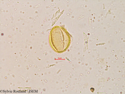 Sylvie.Rouland/Tamarix_ericoides_4055/Tamarix_ericoides_4055_0001(copy)_thumb.jpg