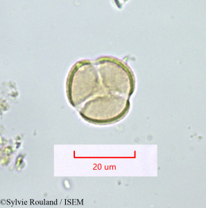 Sylvie.Rouland/Tamarix_passerinoides_1423/Tamarix_passerinoides_1423_0001(copy)_thumb.jpg