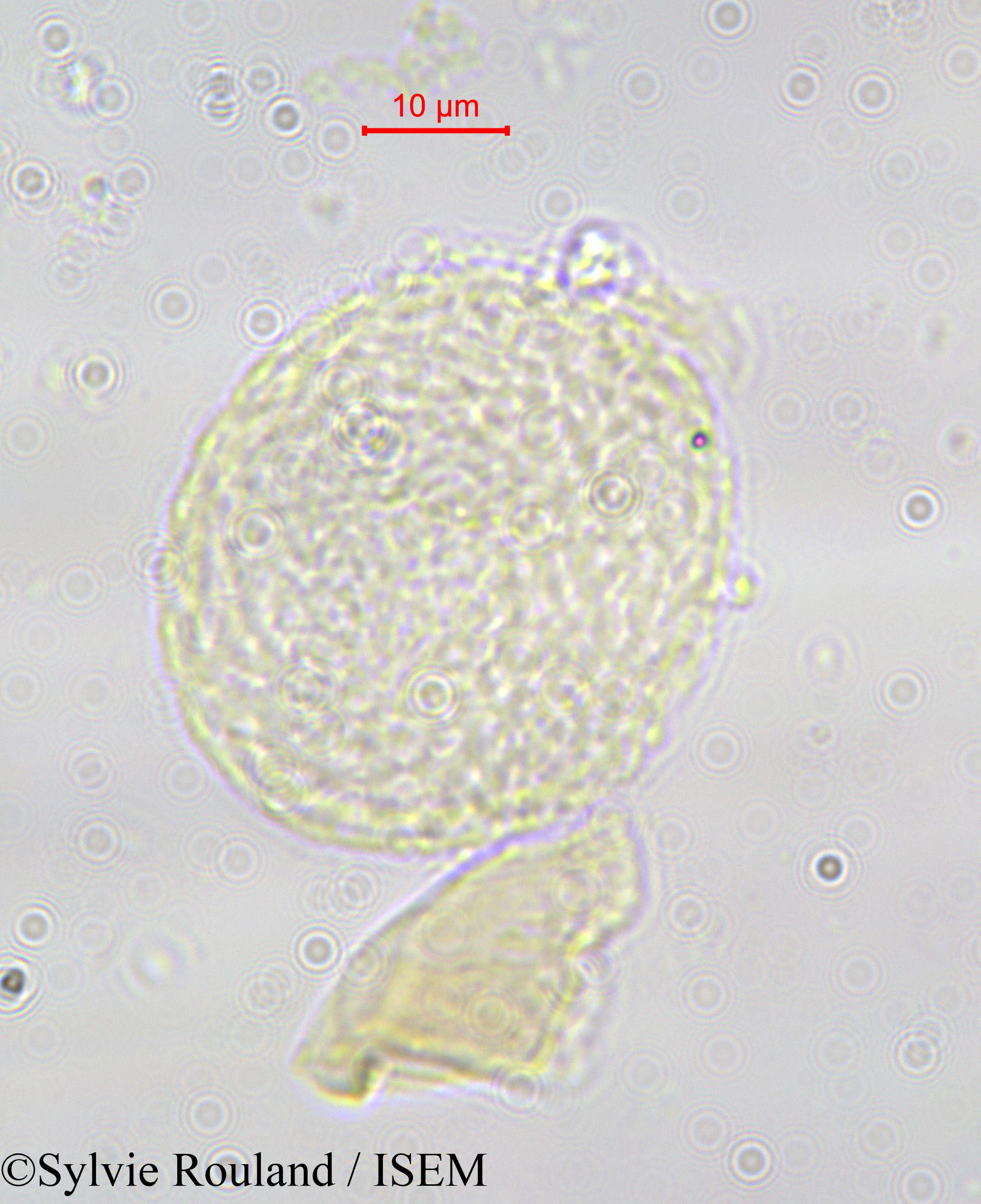 Sylvie.Rouland/Tambourissa_baronii_585/Tambourissa_baronii_585_0001(copy).jpg
