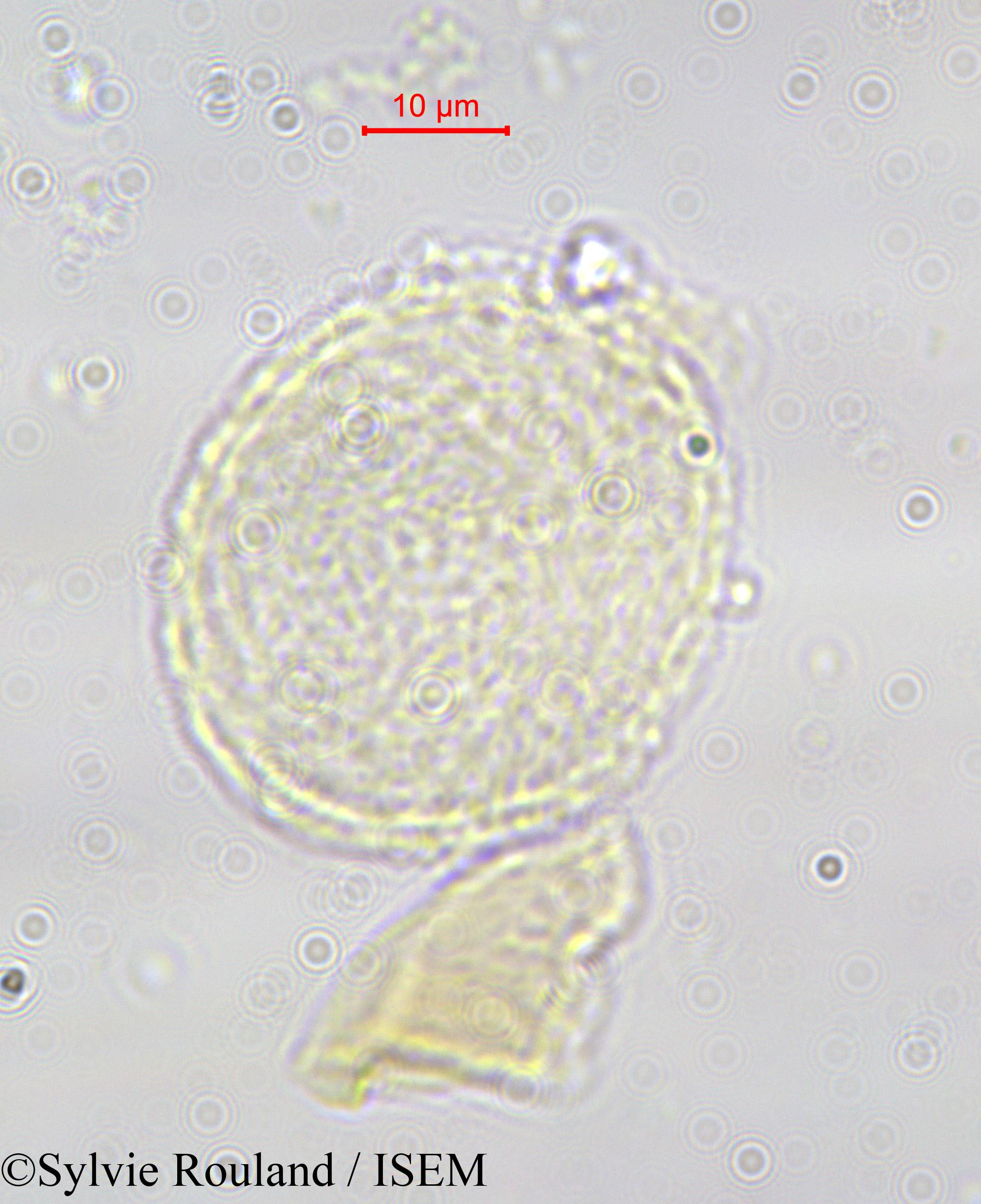 Sylvie.Rouland/Tambourissa_baronii_585/Tambourissa_baronii_585_0002(copy).jpg