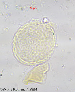 Tambourissa baronii - lame n° 585