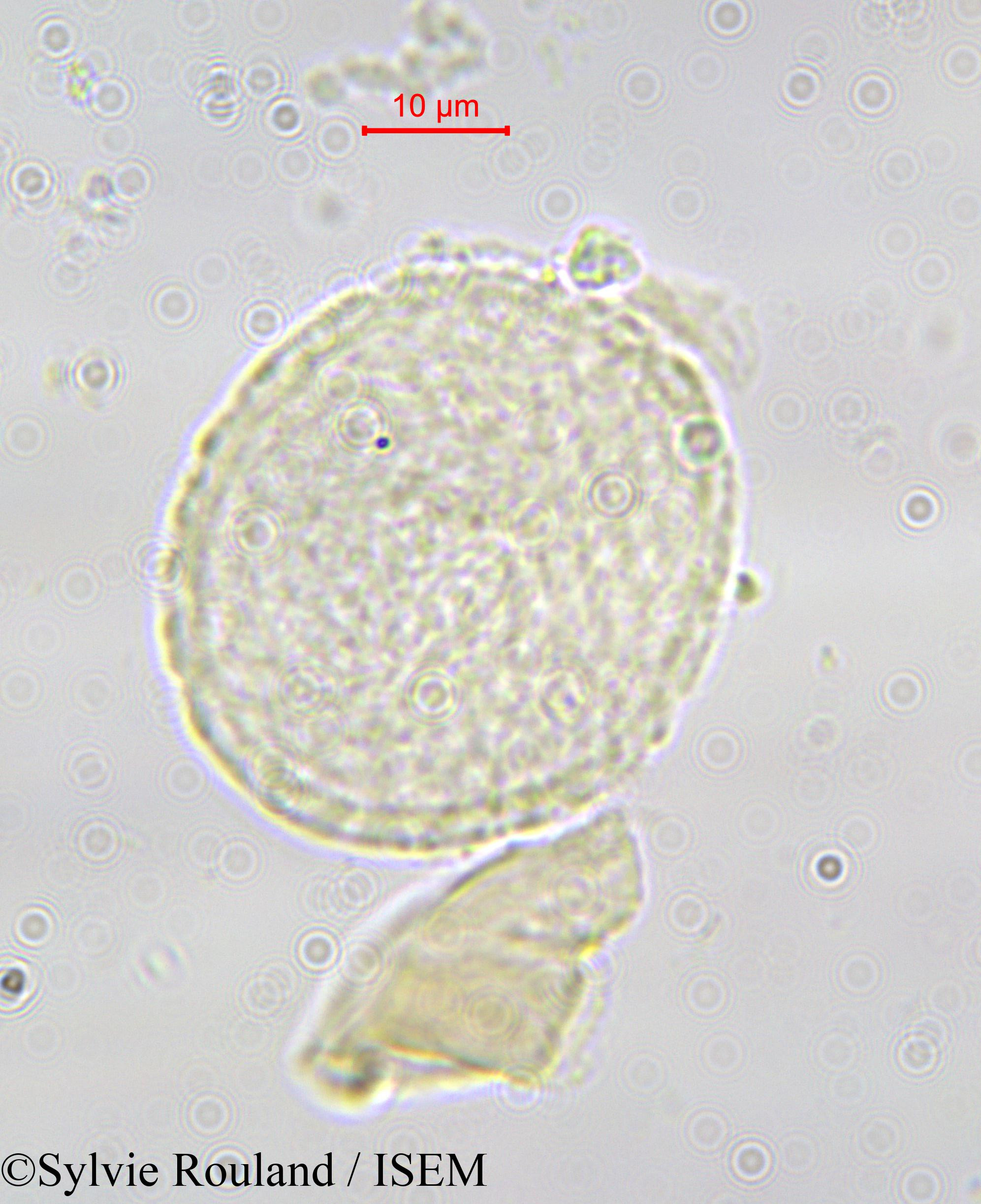 Sylvie.Rouland/Tambourissa_baronii_585/Tambourissa_baronii_585_0003(copy).jpg
