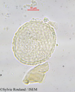 Tambourissa baronii - lame n° 585