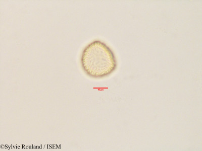 Sylvie.Rouland/Tambourissa_leptophylla_3439/Tambourissa_leptophylla_3439_0001(copy)_thumb.jpg
