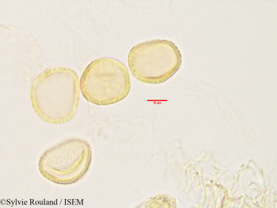 Sylvie.Rouland/Tambourissa_obovata_3441/Tambourissa_obovata_3441_0001(copy)_thumb.jpg