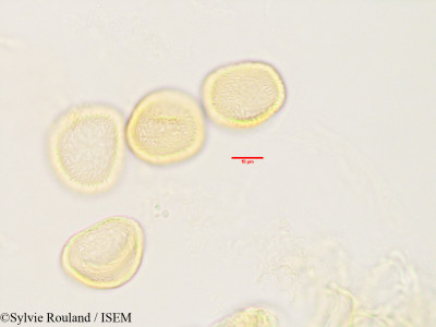 Tambourissa obovata - lame n° 3441