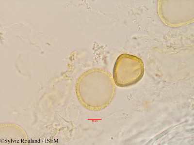 Tambourissa obovata - lame n° 3441