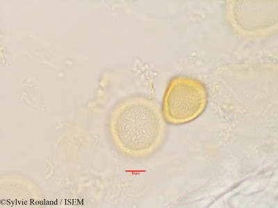 Tambourissa obovata - lame n° 3441